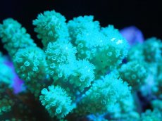 画像2: 【サンゴまとめ買い割引き10％〜20%OFF対象商品】 【サンゴ】【通販】【沖縄産】ナグラカタトサカ（Green/Mサイズ）（個体販売）（±9-11cm)No.1（生体）（サンゴ） (2)