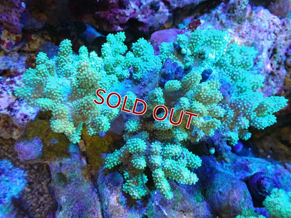 画像1: 【サンゴまとめ買い割引き10％〜20%OFF対象商品】 【サンゴ】【通販】【沖縄産】ナグラカタトサカ（Green/MLサイズ）（個体販売）（±13-15cm)No.3（生体）（サンゴ） (1)