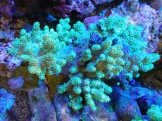 画像1: 【サンゴまとめ買い割引き10％〜20%OFF対象商品】 【サンゴ】【通販】【沖縄産】ナグラカタトサカ（Green/MLサイズ）（個体販売）（±13-15cm)No.3（生体）（サンゴ） (1)