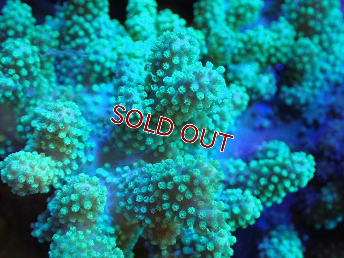 画像2: 【サンゴまとめ買い割引き10％〜20%OFF対象商品】 【サンゴ】【通販】【沖縄産】ナグラカタトサカ（Green/MLサイズ）（個体販売）（±13-15cm)No.3（生体）（サンゴ） (2)