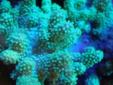 画像2: 【サンゴまとめ買い割引き10％〜20%OFF対象商品】 【サンゴ】【通販】【沖縄産】ナグラカタトサカ（Green/MLサイズ）（個体販売）（±13-15cm)No.3（生体）（サンゴ） (2)