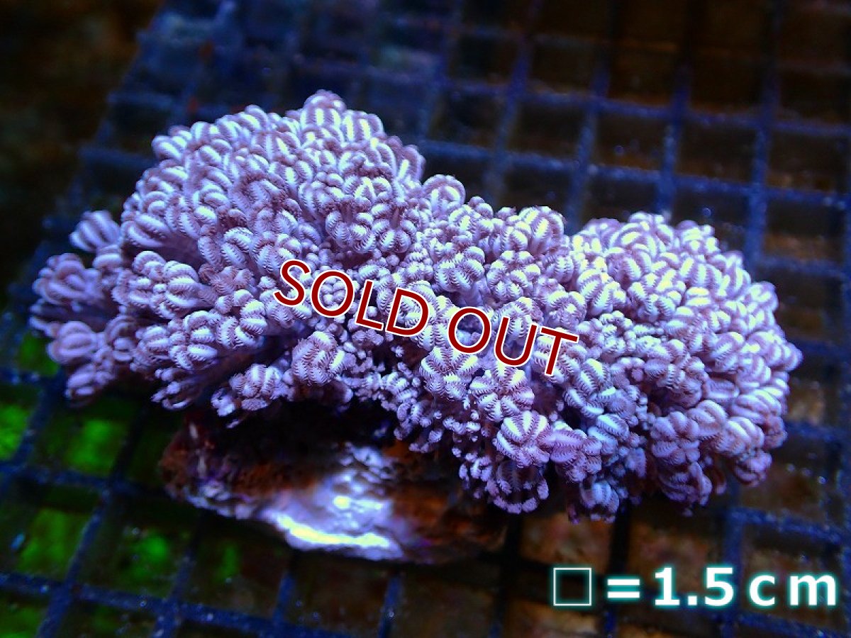 画像1: 【サンゴ】【通販】【沖縄産】チガイウミアザミ（パクパク）Mサイズ（個体販売）No.5（生体）（サンゴ） (1)