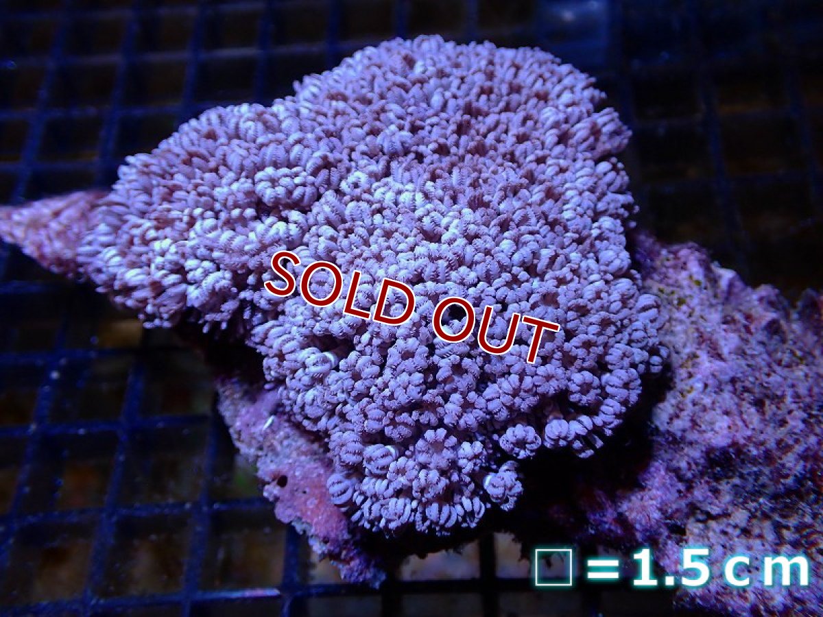 画像1: 【サンゴ】【通販】【沖縄産】チガイウミアザミ（パクパク）MLサイズ（個体販売）No.7（生体）（サンゴ） (1)