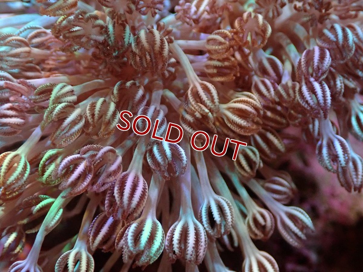 画像2: 【サンゴ】【通販】ブリード チガイウミアザミsp.（個体販売）（±8-10ｃｍ）No.1（生体）（サンゴ） (2)