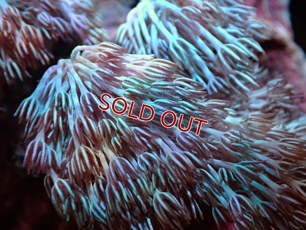 画像2: 【サンゴ】【通販】ブリード チガイウミアザミsp.（個体販売）（±8-10ｃｍ）No.2（生体）（サンゴ） (2)