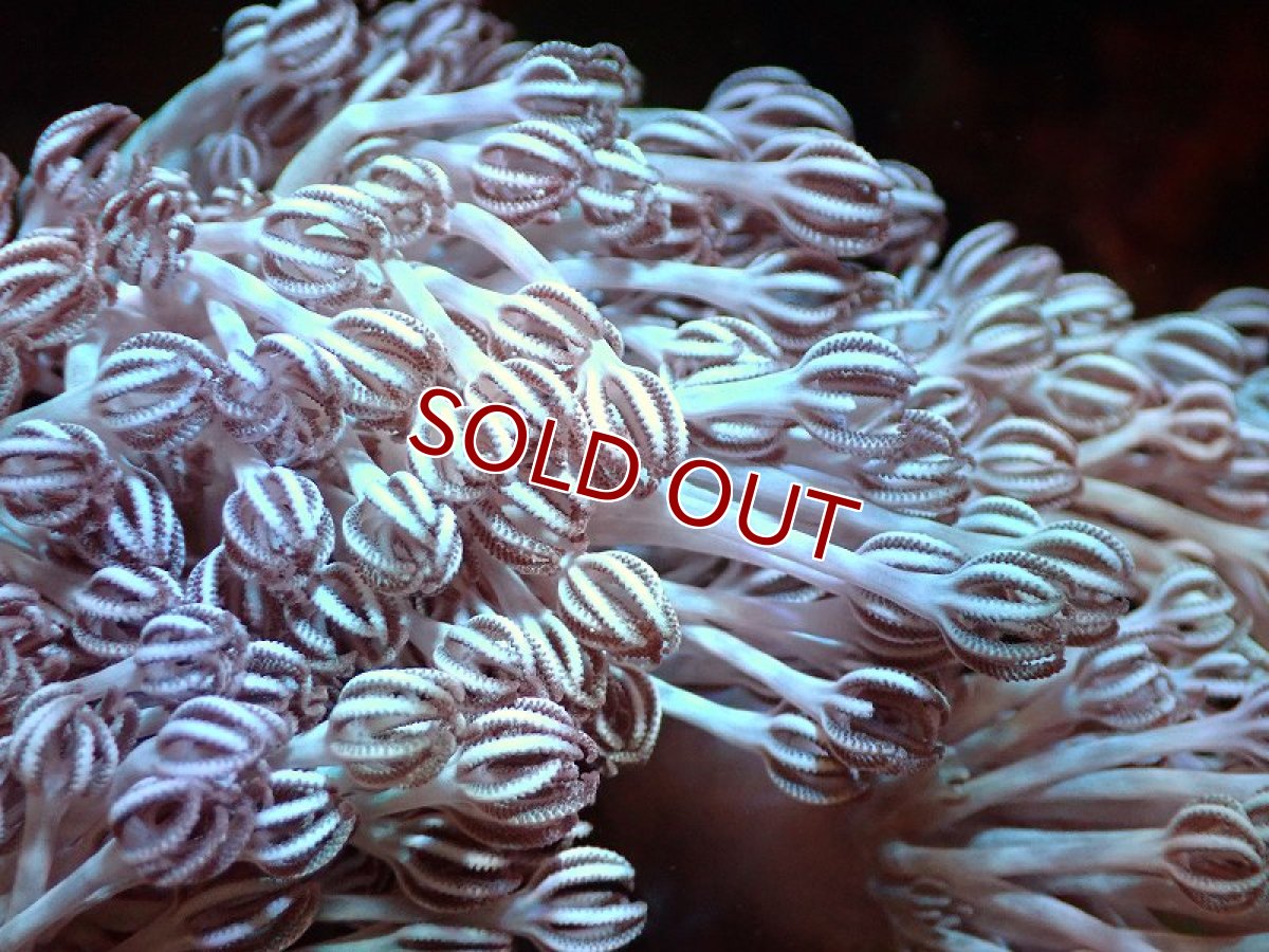 画像2: 【サンゴ】【通販】ブリード チガイウミアザミsp.（個体販売）（±8-10ｃｍ）No.3（生体）（サンゴ） (2)