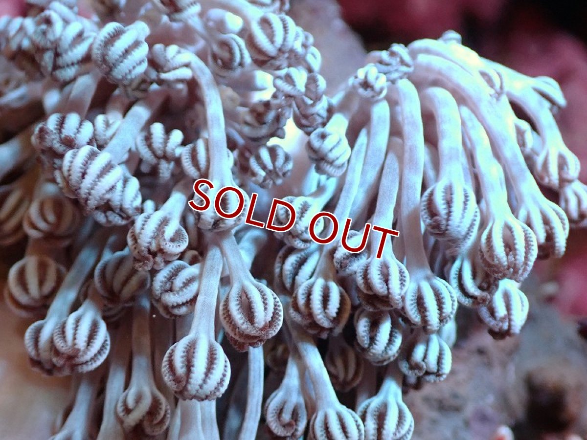 画像2: 【サンゴ】【通販】ブリード チガイウミアザミsp.（個体販売）（±7-9ｃｍ）No.4（生体）（サンゴ） (2)