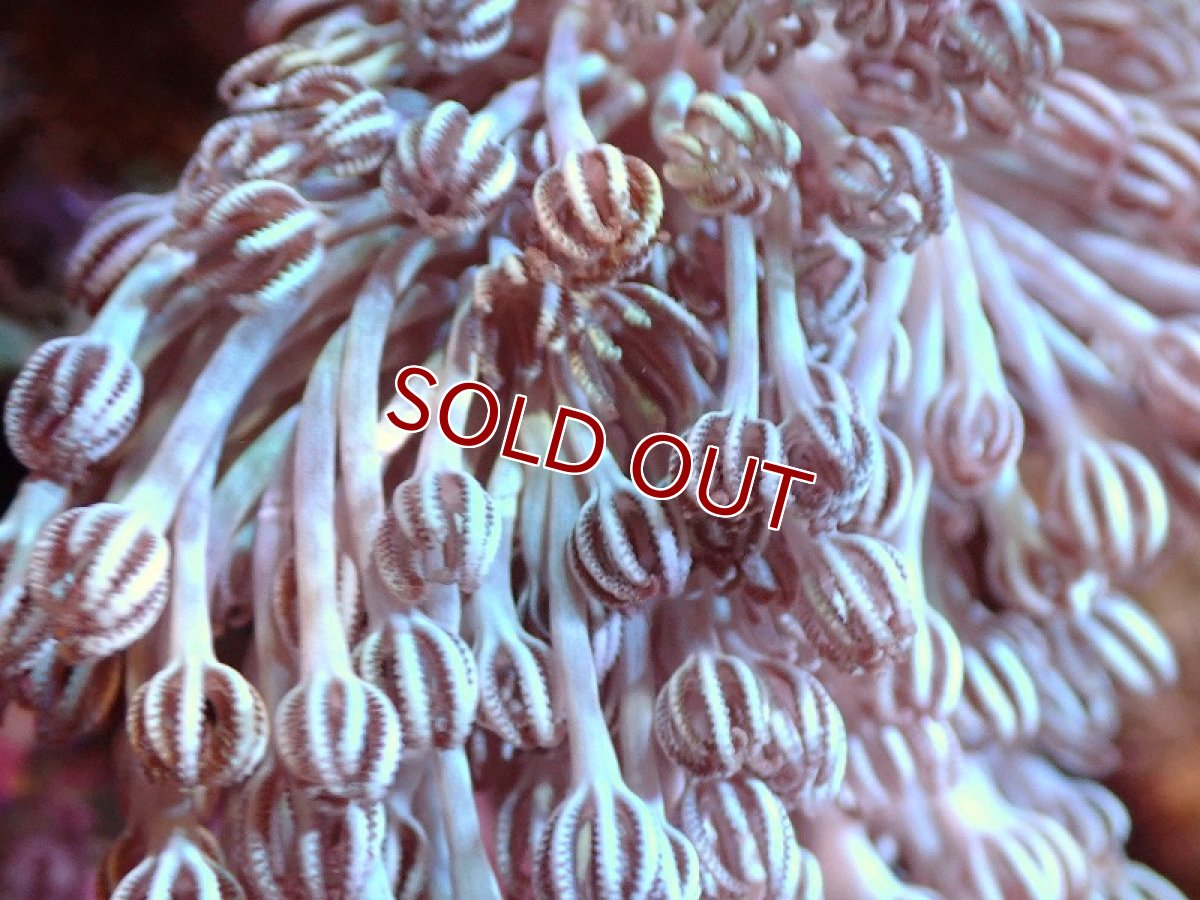 画像2: 【サンゴ】【通販】ブリード チガイウミアザミsp.（個体販売）（±8-10ｃｍ）No.5（生体）（サンゴ） (2)