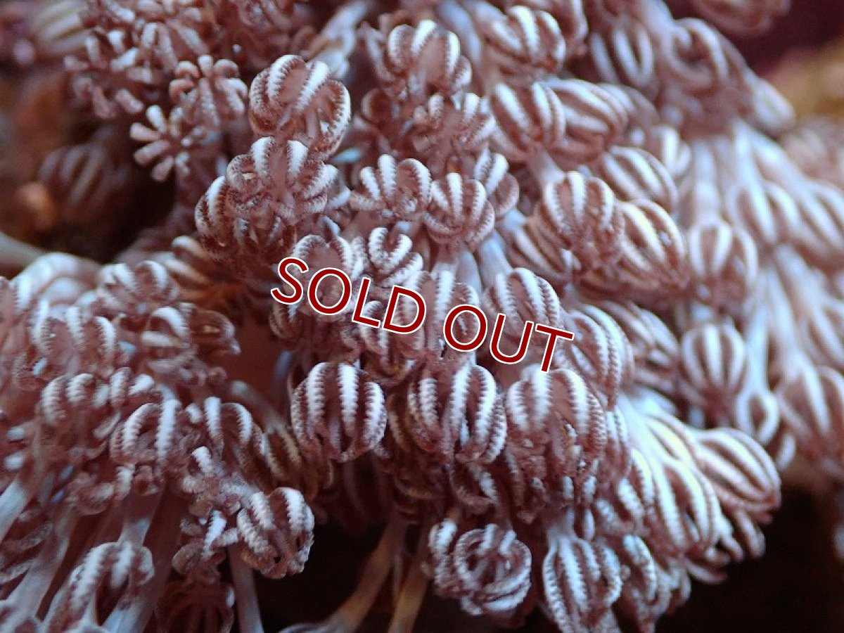 画像2: 【サンゴ】【通販】ブリード チガイウミアザミsp.（個体販売）（±8-10ｃｍ）No.6（生体）（サンゴ） (2)