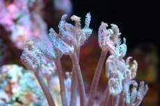 画像2: 【サンゴ】【通販】チガイウミアザミsp. (Sサイズ）（個体販売）(±5-6ｃｍ）No.1（生体）（サンゴ） (2)