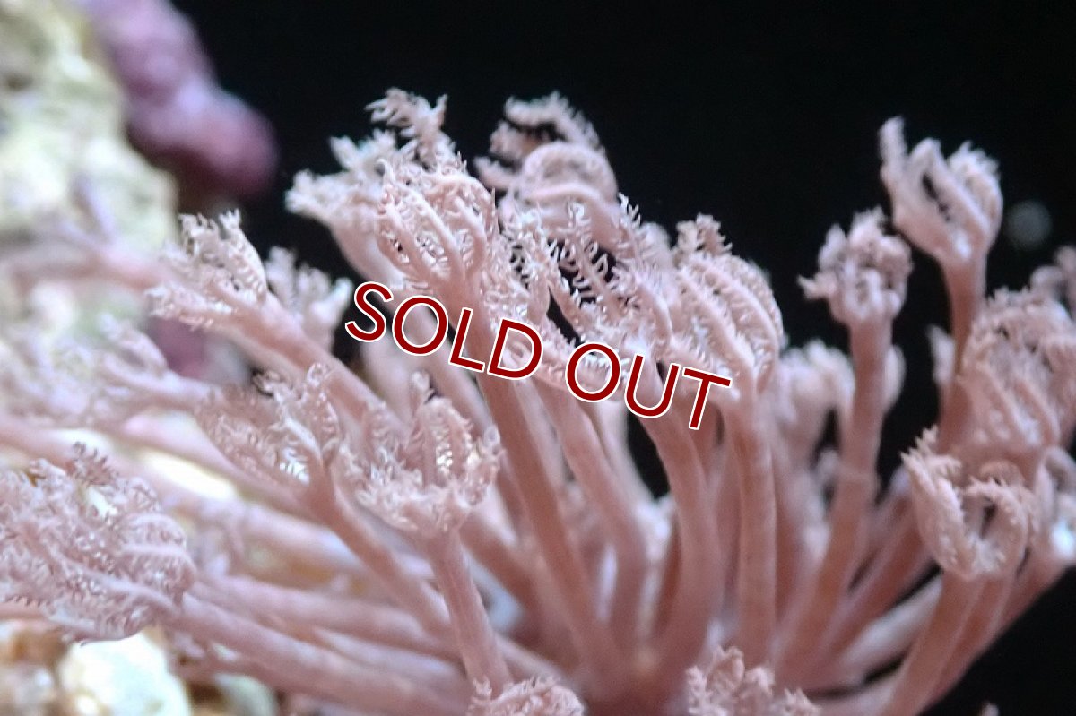 画像2: 【サンゴ】【通販】チガイウミアザミsp. (Sサイズ）（個体販売）(±5-6ｃｍ）No.2（生体）（サンゴ） (2)