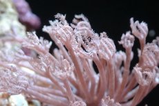 画像2: 【サンゴ】【通販】チガイウミアザミsp. (Sサイズ）（個体販売）(±5-6ｃｍ）No.2（生体）（サンゴ） (2)