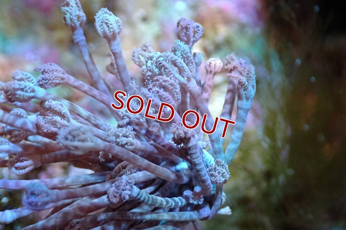 画像2: 【サンゴ】【通販】チガイウミアザミsp. (Sサイズ）（個体販売）(±3-4ｃｍ）No.3（生体）（サンゴ） (2)