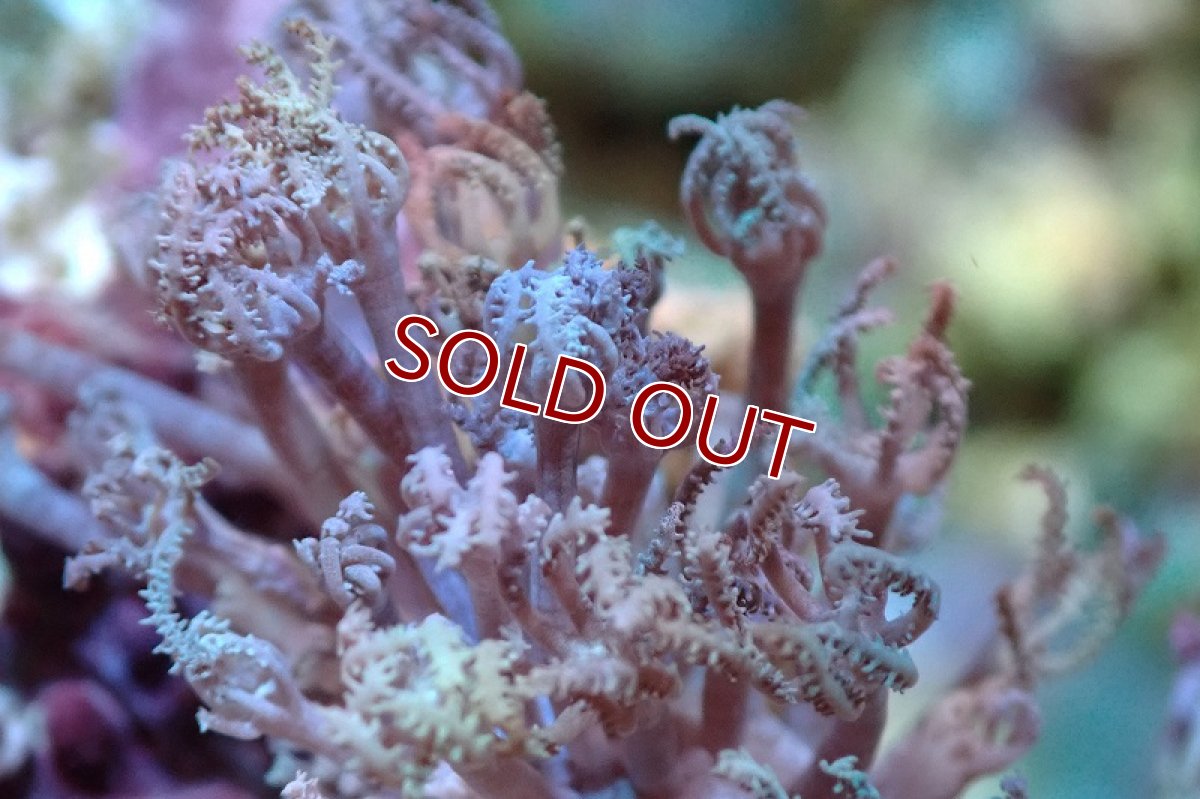 画像2: 【サンゴ】【通販】チガイウミアザミsp. (Sサイズ）（個体販売）(±3-4ｃｍ）No.4（生体）（サンゴ） (2)