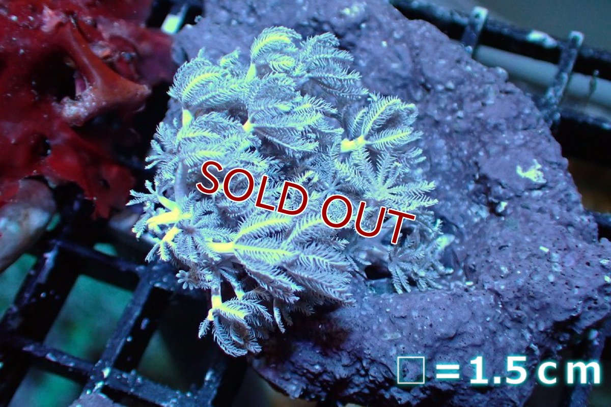 画像1: 【サンゴ】【通販】チガイウミアザミsp. (パクパク）SMサイズ（個体販売）（生体）（サンゴ） (1)
