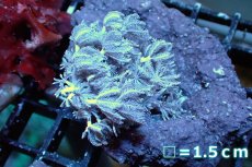 画像1: 【サンゴ】【通販】チガイウミアザミsp. (パクパク）SMサイズ（個体販売）（生体）（サンゴ） (1)