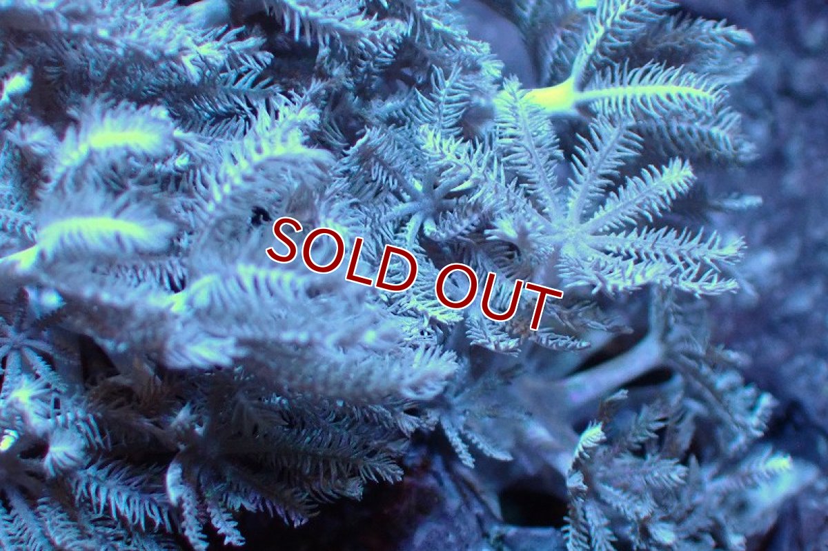 画像2: 【サンゴ】【通販】チガイウミアザミsp. (パクパク）SMサイズ（個体販売）（生体）（サンゴ） (2)