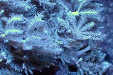 画像2: 【サンゴ】【通販】チガイウミアザミsp. (パクパク）SMサイズ（個体販売）（生体）（サンゴ） (2)