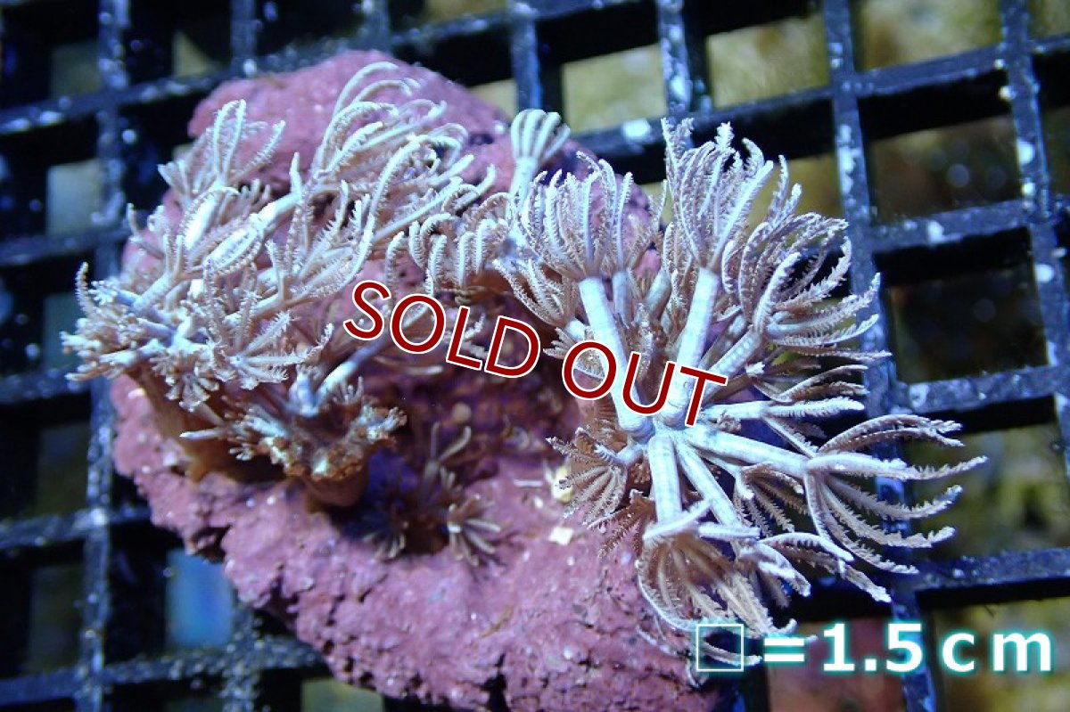 画像1: 【サンゴ】【通販】ブルームウミアザミ（SMサイズ）（個体販売）（生体）（サンゴ） (1)