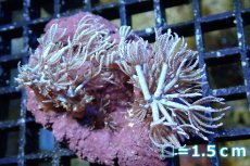 画像1: 【サンゴ】【通販】ブルームウミアザミ（SMサイズ）（個体販売）（生体）（サンゴ） (1)