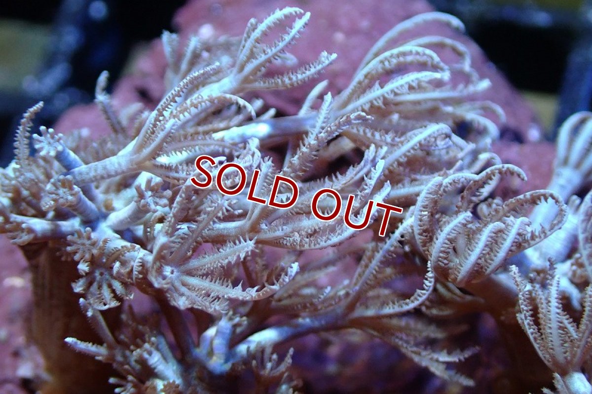 画像2: 【サンゴ】【通販】ブルームウミアザミ（SMサイズ）（個体販売）（生体）（サンゴ） (2)