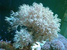 画像1: 【サンゴ】【通販】ウミアザミsp. (XLサイズ）（個体販売）（±15-18cm)No.1（生体）（サンゴ） (1)