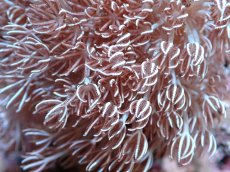 画像2: 【サンゴ】【通販】ウミアザミsp. (XLサイズ）（個体販売）（±15-18cm)No.1（生体）（サンゴ） (2)