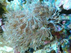 画像1: 【サンゴ】【通販】ウミアザミsp. (XLサイズ）（個体販売）（±15-18cm)No.2（生体）（サンゴ） (1)