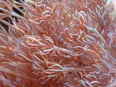 画像2: 【サンゴ】【通販】ウミアザミsp. (XLサイズ）（個体販売）（±15-18cm)No.2（生体）（サンゴ） (2)