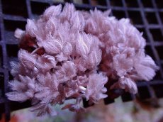 画像1: 【サンゴ】【通販】パクパクウミアザミ（Mサイズ）（個体販売）（±7-8cm)No.1（生体）（サンゴ） (1)
