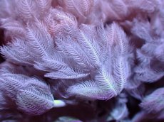 画像2: 【サンゴ】【通販】パクパクウミアザミ（Mサイズ）（個体販売）（±7-8cm)No.1（生体）（サンゴ） (2)