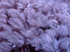 画像2: 【サンゴ】【通販】パクパクウミアザミ（Mサイズ）（個体販売）（±7-8cm)No.2（生体）（サンゴ） (2)