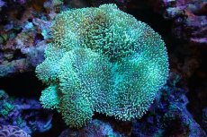 画像1: 【サンゴ】【通販】【沖縄産】オオウミキノコ（Green）MLサイズ（個体販売）(±15ｃｍ）No.1（生体）（サンゴ） (1)