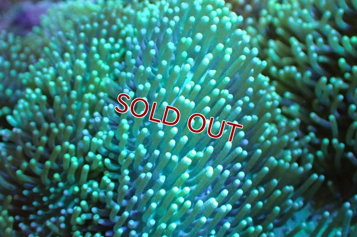 画像2: 【サンゴ】【通販】【沖縄産】オオウミキノコ（Green）MLサイズ（個体販売）(±15ｃｍ）No.1（生体）（サンゴ） (2)