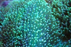 画像2: 【サンゴ】【通販】【沖縄産】オオウミキノコ（Green）MLサイズ（個体販売）(±15ｃｍ）No.1（生体）（サンゴ） (2)