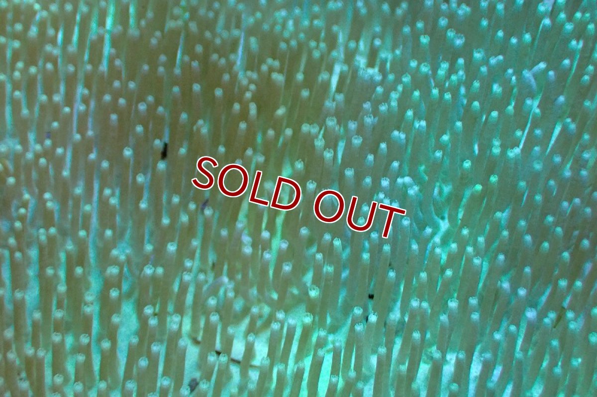 画像2: 【サンゴ】【通販】【沖縄産】オオウミキノコ（Green）MLサイズ（個体販売）(±13ｃｍ）No.2（生体）（サンゴ） (2)