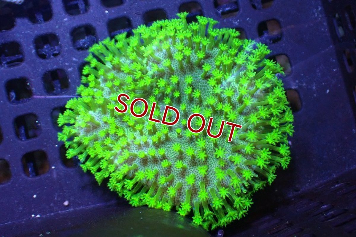 画像1: 【サンゴ】【通販】ウミキノコsp.(スーパーメタリックグリーン)（個体販売）(±7ｃｍ）No.1（生体）（サンゴ） (1)