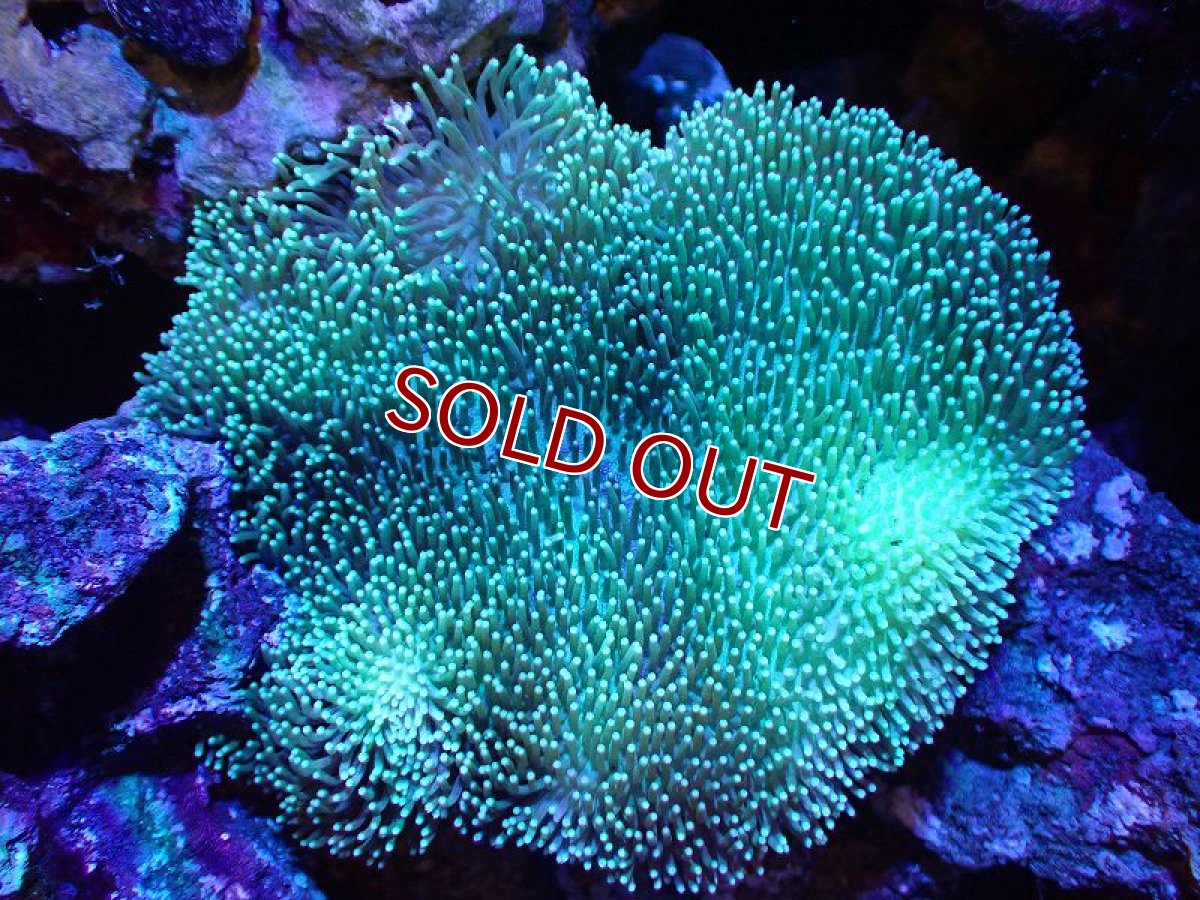 画像1: 【サンゴ】【通販】【沖縄産】オオウミキノコ(MLサイズ)（個体販売）(±15ｃｍ）No.1（生体）（サンゴ） (1)