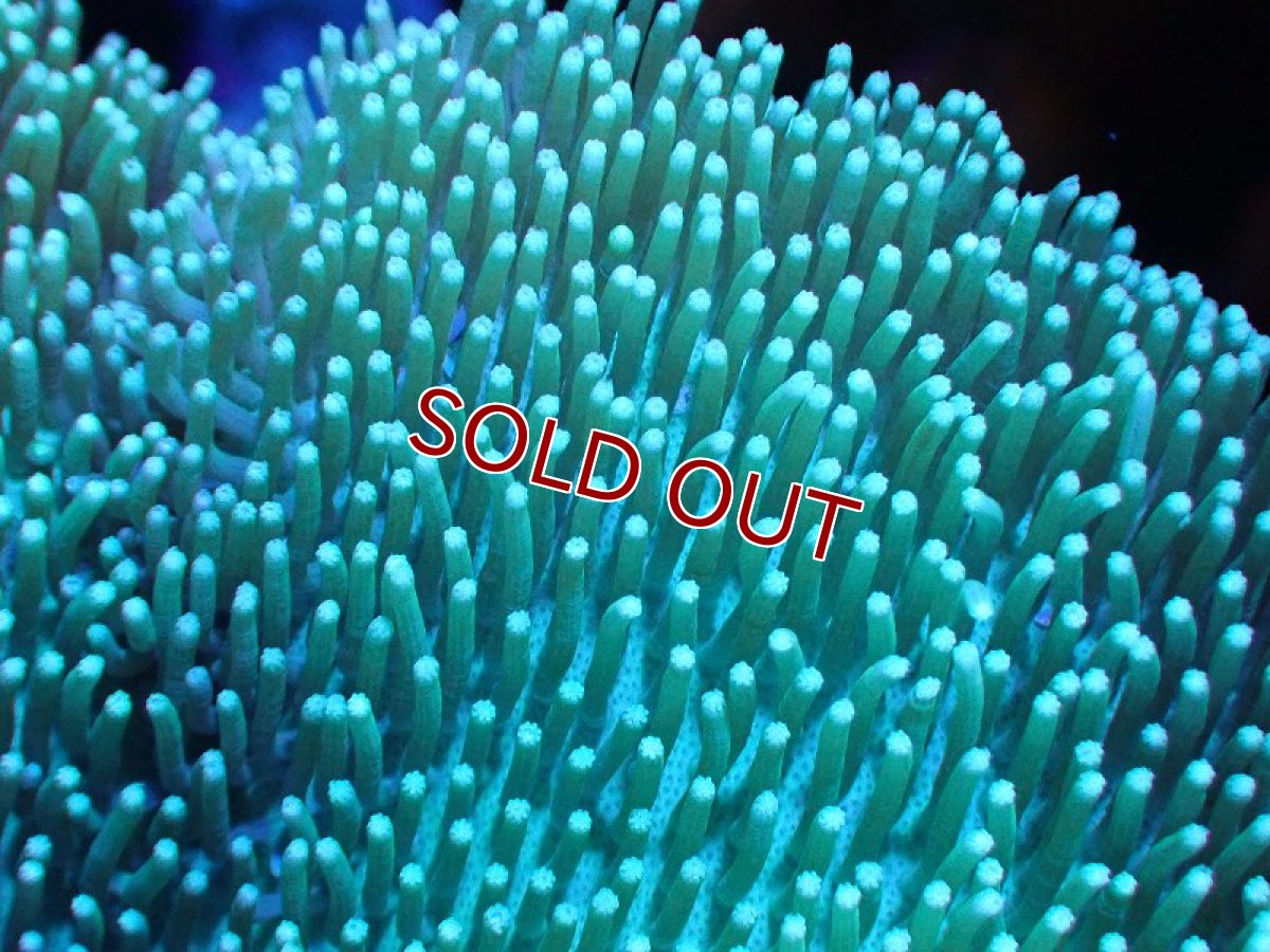 画像2: 【サンゴ】【通販】【沖縄産】オオウミキノコ(MLサイズ)（個体販売）(±15ｃｍ）No.1（生体）（サンゴ） (2)