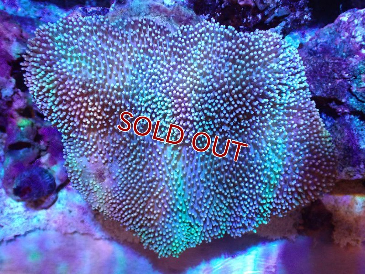 画像1: 【サンゴ】【通販】【沖縄産】オオウミキノコ(MLサイズ)（個体販売）(±15ｃｍ）No.2（生体）（サンゴ） (1)