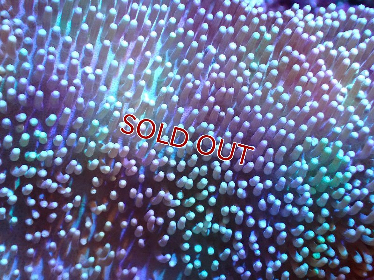 画像2: 【サンゴ】【通販】【沖縄産】オオウミキノコ(MLサイズ)（個体販売）(±15ｃｍ）No.2（生体）（サンゴ） (2)