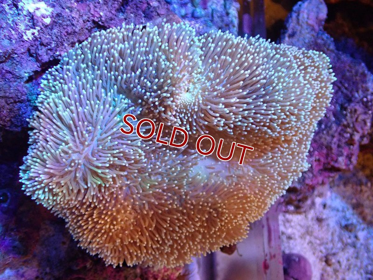 画像1: 【サンゴ】【通販】【沖縄産】オオウミキノコ(MLサイズ)（個体販売）(±15ｃｍ）No.3（生体）（サンゴ） (1)