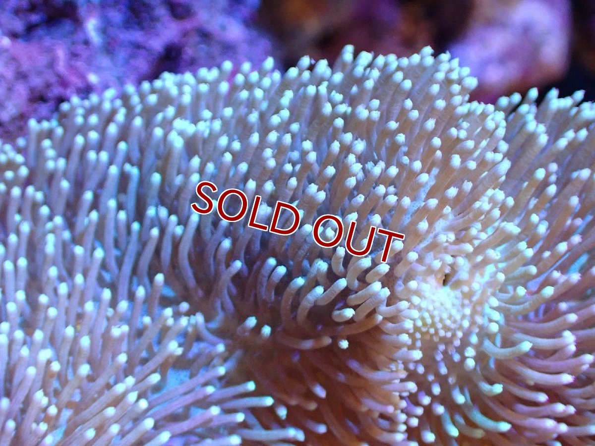 画像2: 【サンゴ】【通販】【沖縄産】オオウミキノコ(MLサイズ)（個体販売）(±15ｃｍ）No.3（生体）（サンゴ） (2)