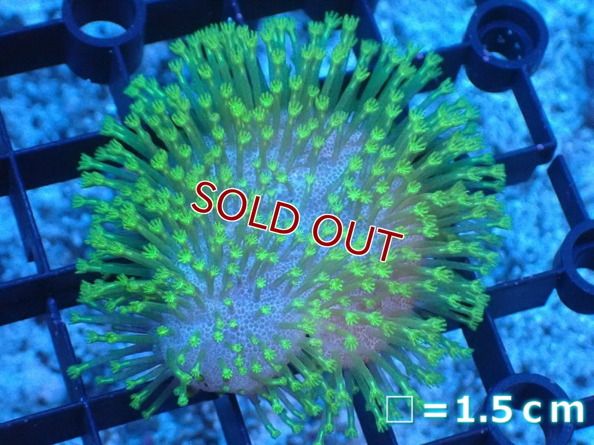 画像1: 【サンゴ】【通販】ウミキノコsp.(グリーンポリプ)（個体販売）（生体）（サンゴ） (1)