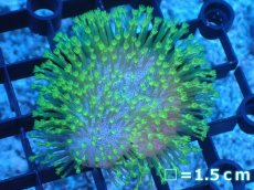 画像1: 【サンゴ】【通販】ウミキノコsp.(グリーンポリプ)（個体販売）（生体）（サンゴ） (1)