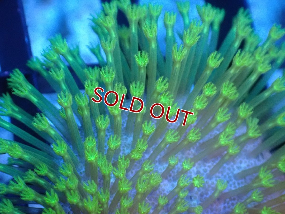 画像2: 【サンゴ】【通販】ウミキノコsp.(グリーンポリプ)（個体販売）（生体）（サンゴ） (2)