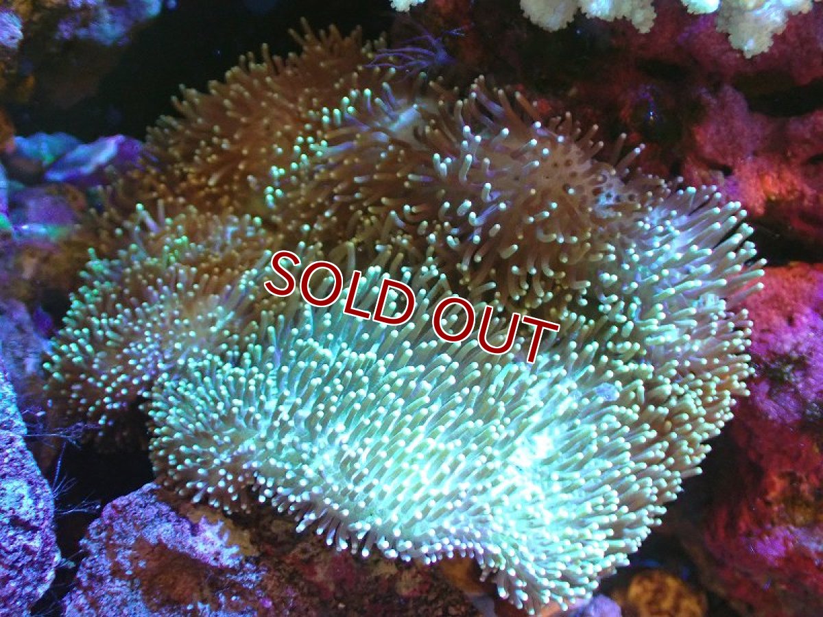 画像1: 【サンゴ】【通販】【沖縄産】オオウミキノコ（ML/ライトグリーン)（個体販売）（±15cm)No.1（生体）（サンゴ） (1)