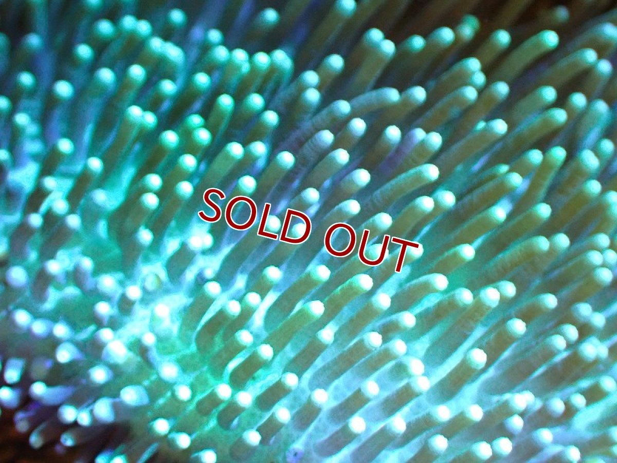 画像2: 【サンゴ】【通販】【沖縄産】オオウミキノコ（ML/ライトグリーン)（個体販売）（±15cm)No.1（生体）（サンゴ） (2)