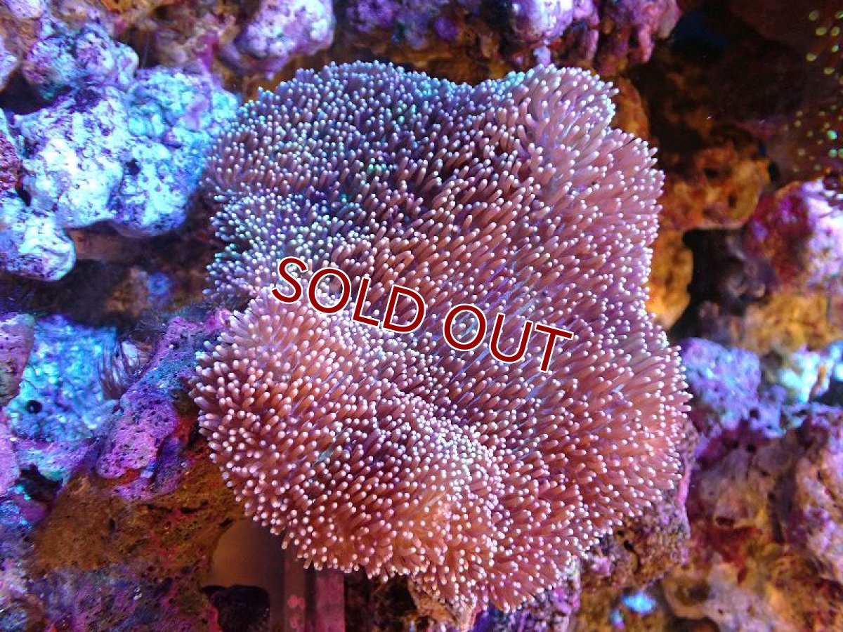 画像1: 【サンゴ】【通販】【沖縄産】オオウミキノコ（ML)（個体販売）（±15cm)No.2（生体）（サンゴ） (1)