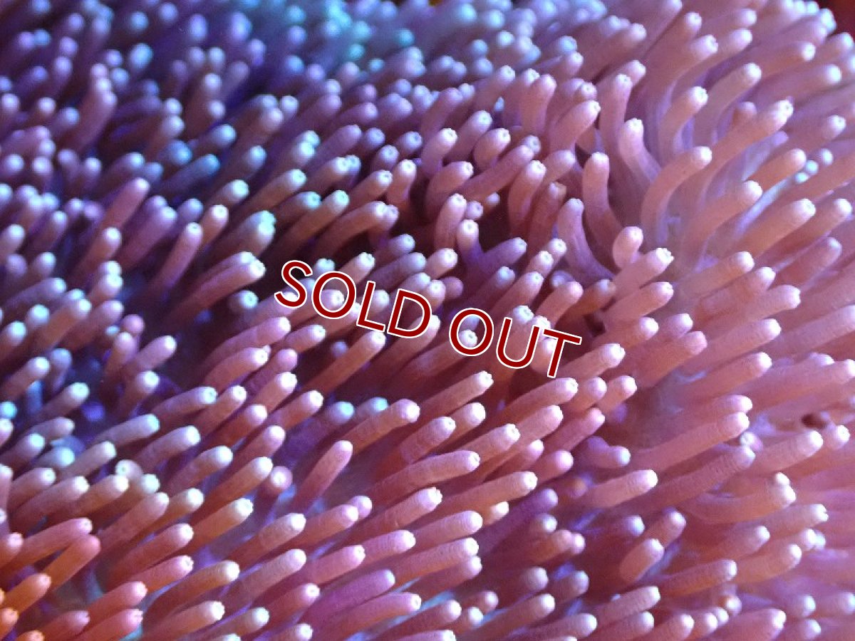 画像2: 【サンゴ】【通販】【沖縄産】オオウミキノコ（ML)（個体販売）（±15cm)No.2（生体）（サンゴ） (2)